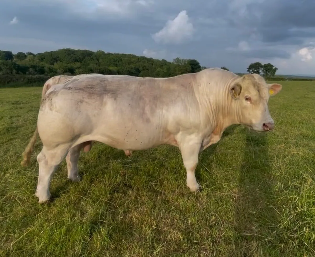 Saler Heifers - CHX cross - Image 1