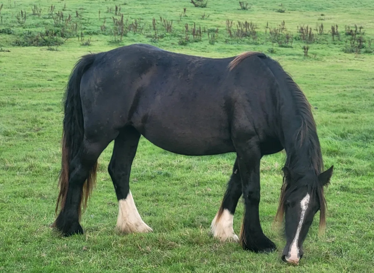 2yr old and yearling cob fillies - Image 1