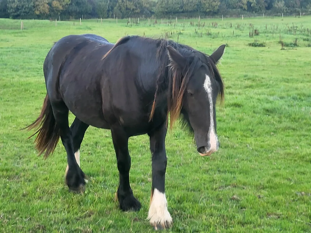 2yr old and yearling cob fillies - Image 2