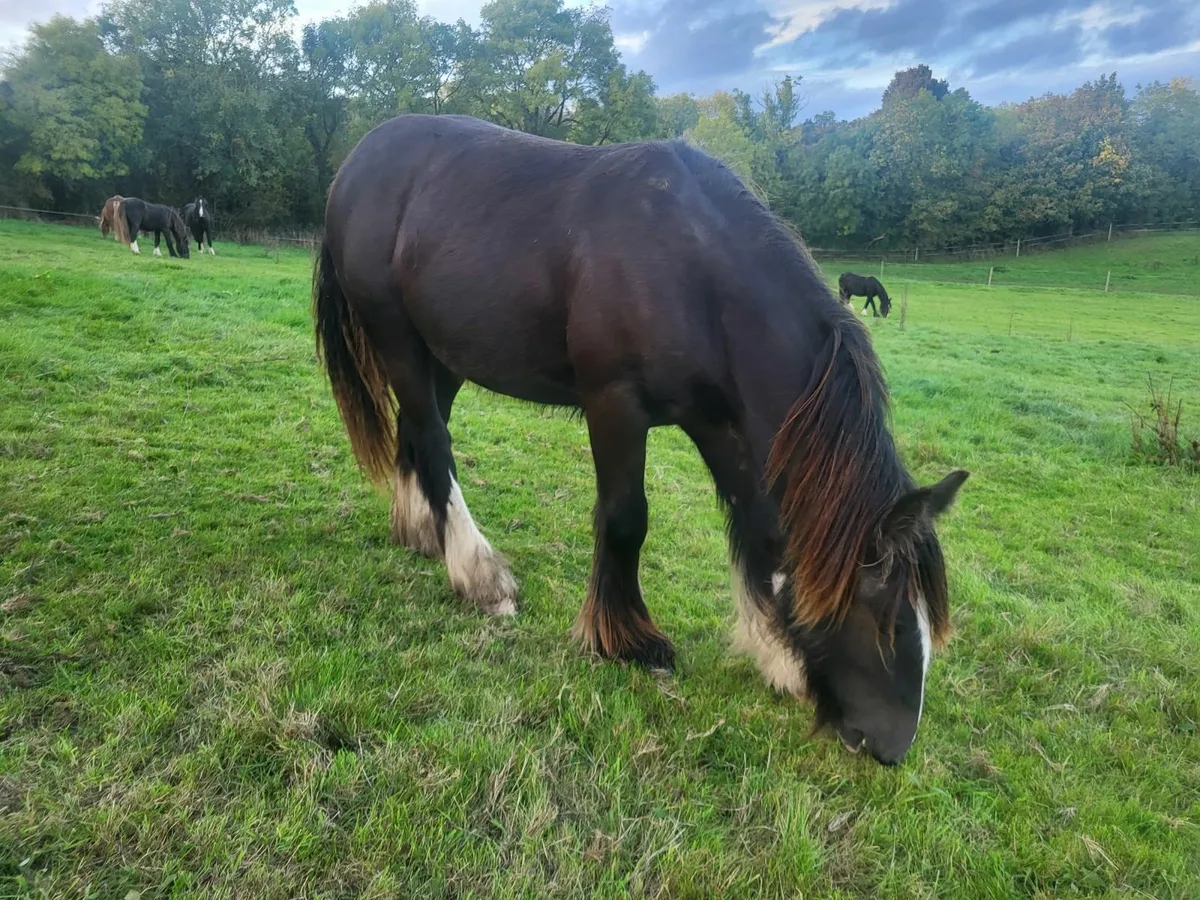 2yr old and yearling cob fillies - Image 3