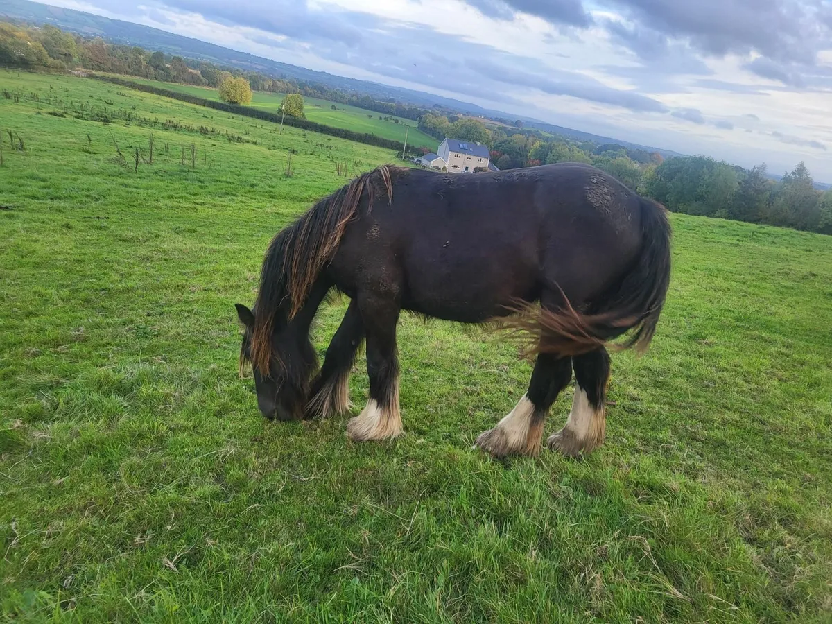 2yr old and yearling cob fillies - Image 4