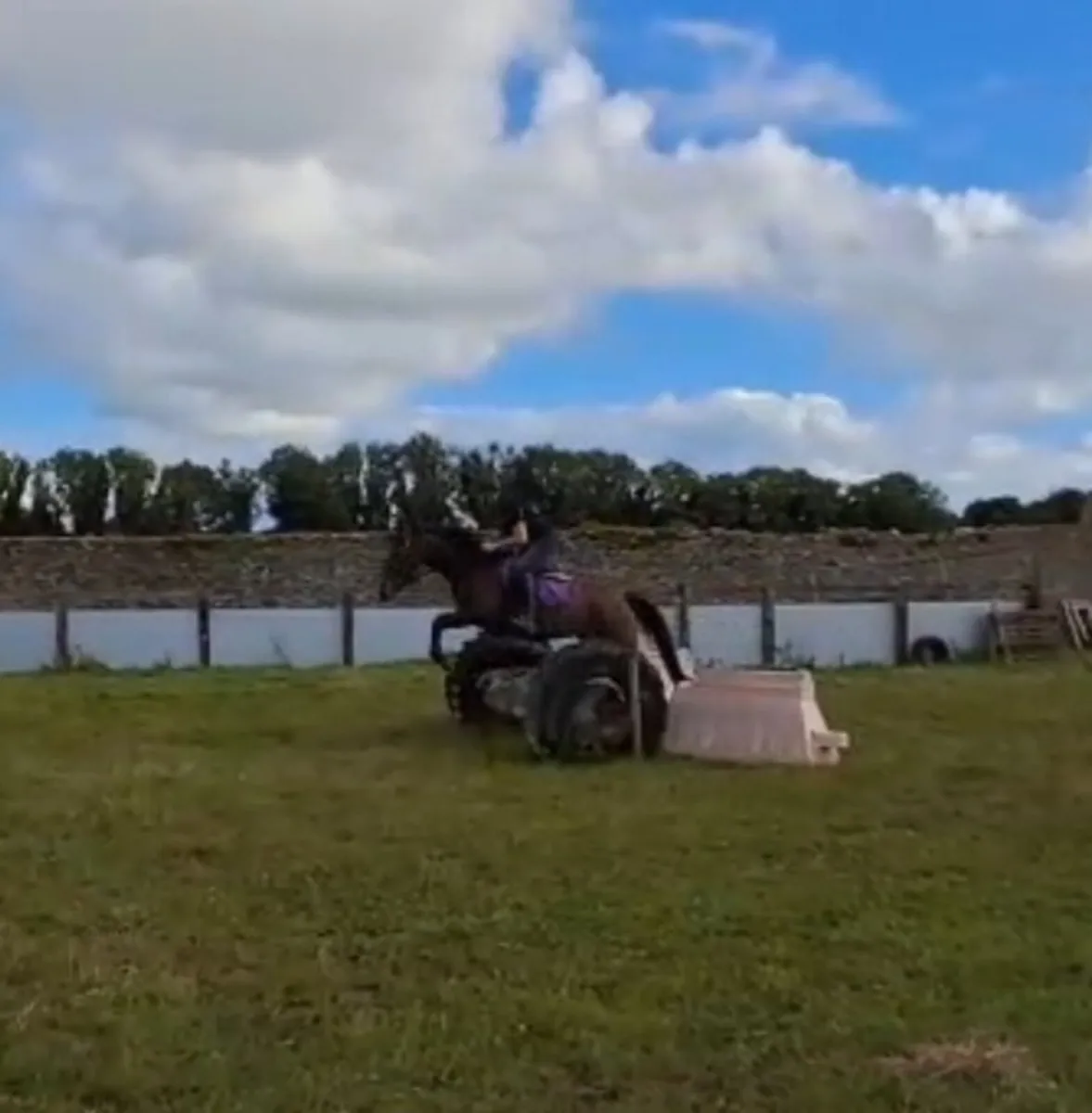 5 year old Mare - Image 2