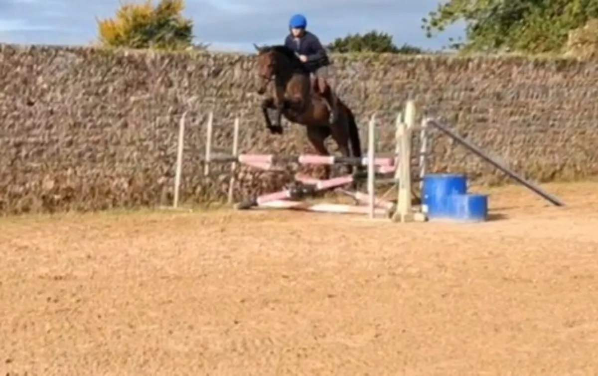5 year old Mare - Image 3