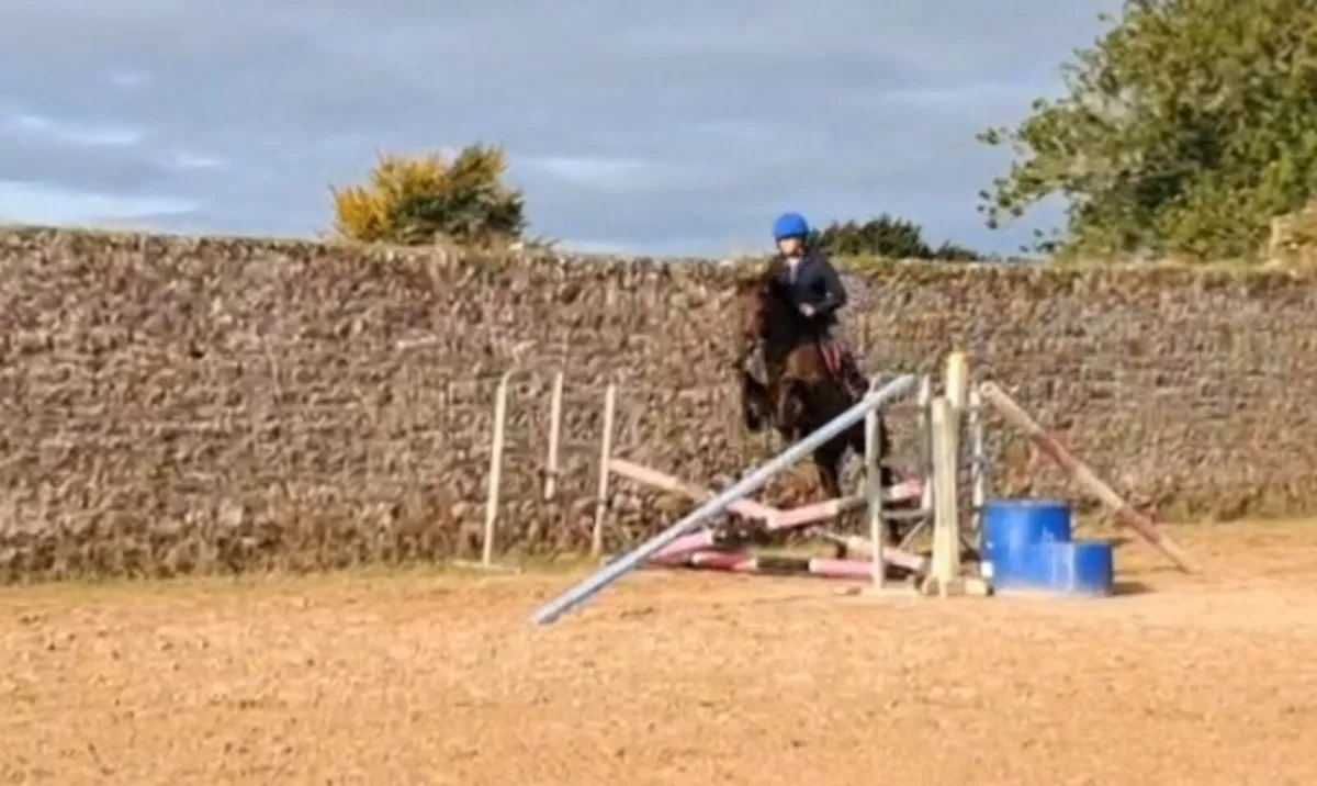 5 year old Mare - Image 4