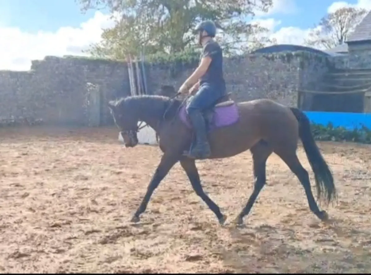 5 year old Mare - Image 1