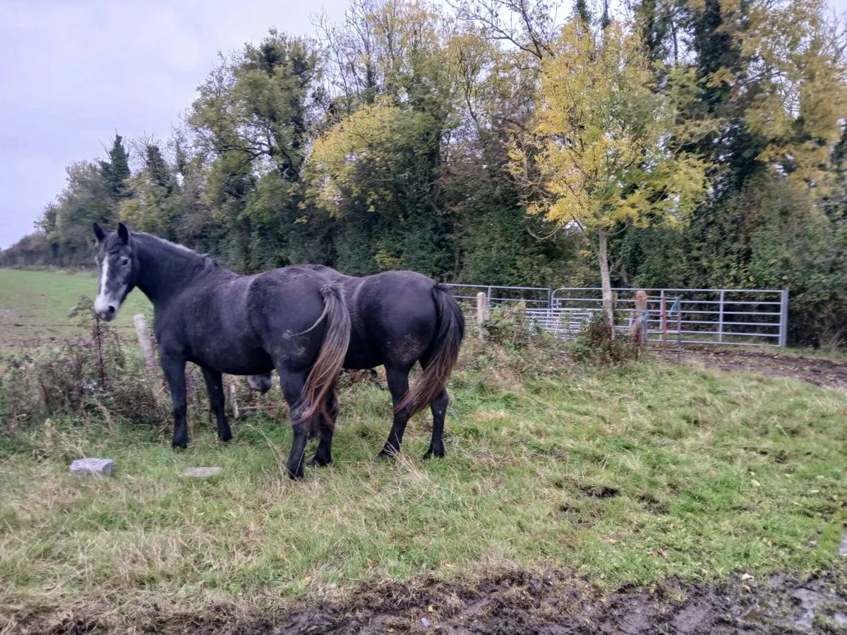2 fillies - Image 2