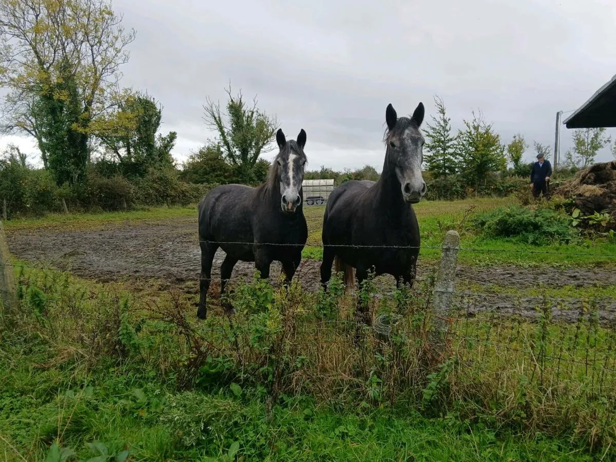 2 fillies - Image 3