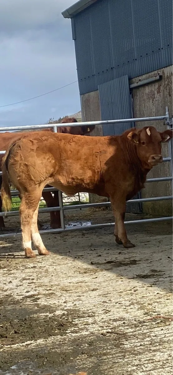 Weanling heifer - Image 1