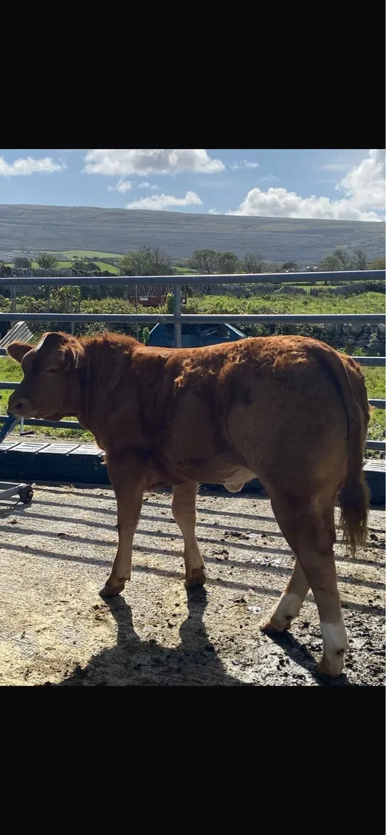 Weanling heifer - Image 2