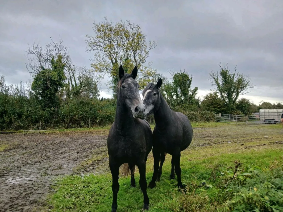 2 fillies - Image 1