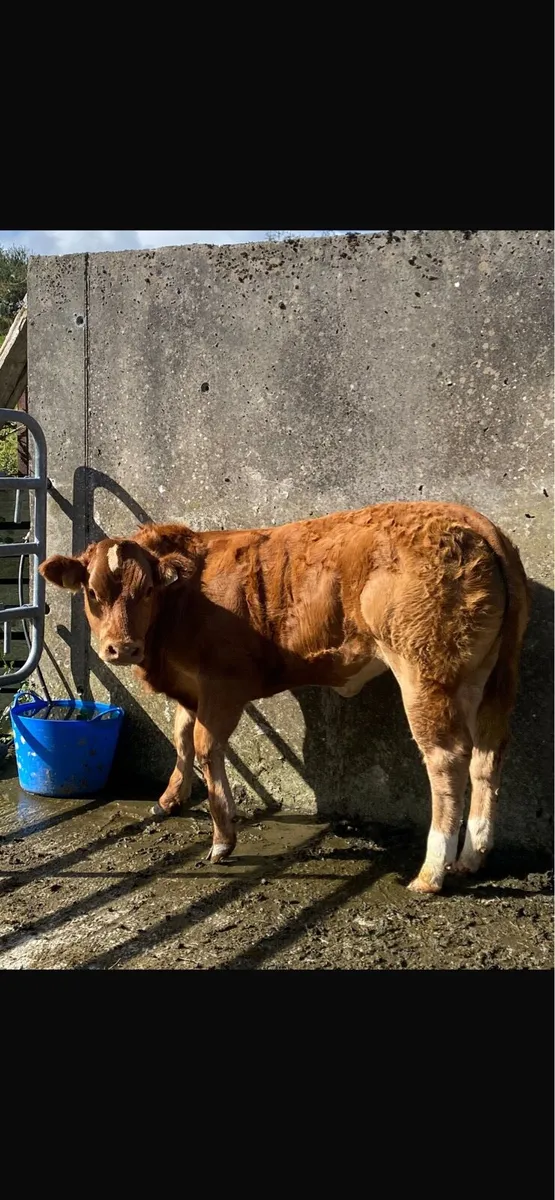 Weanling heifer - Image 3