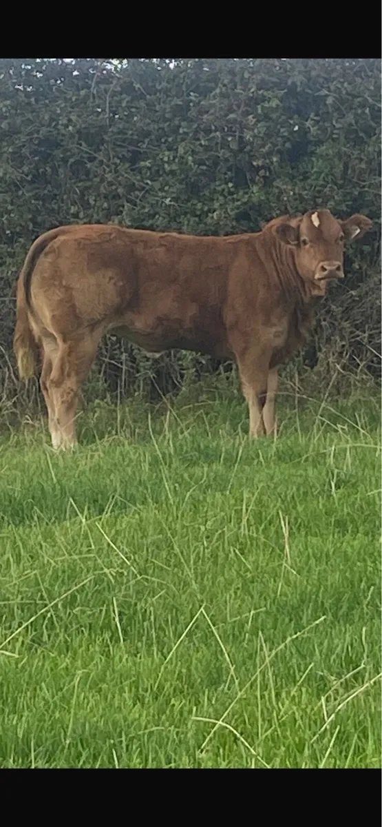 Weanling heifer - Image 4