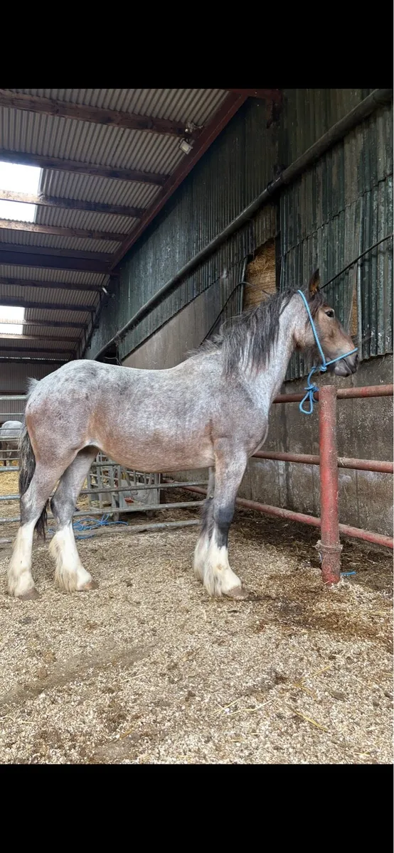 Roan filly - Image 1