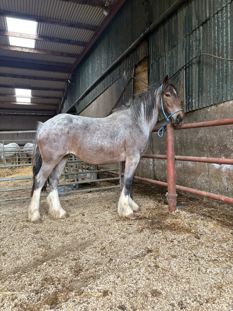 Roan filly - Image 2