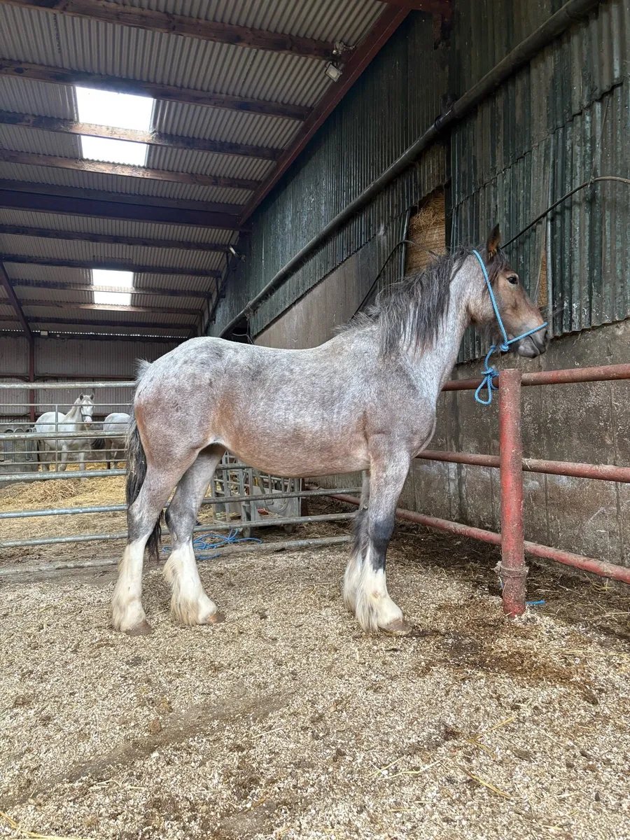 Roan filly - Image 3
