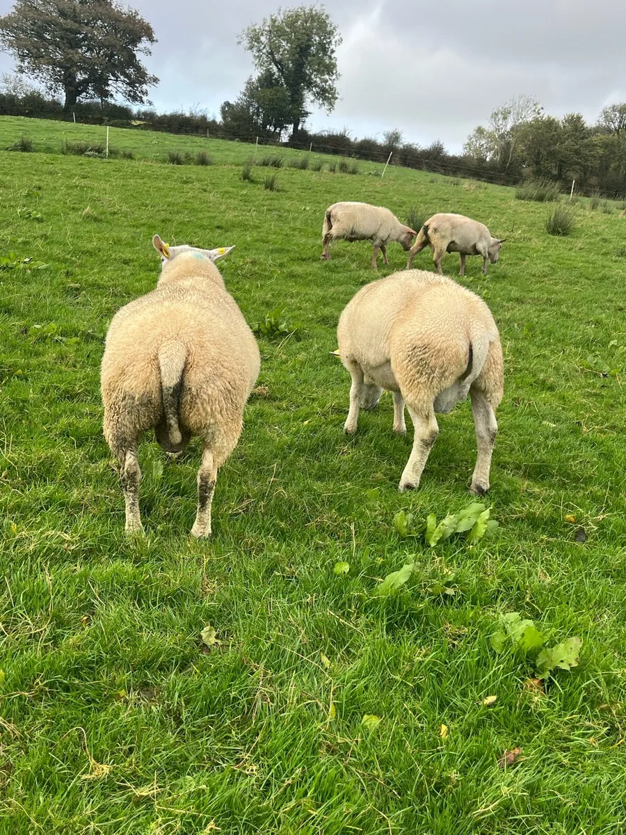 Beltex X Hogget Rams - Image 3