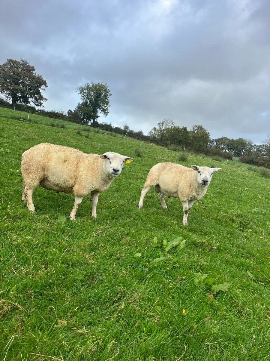 Beltex X Hogget Rams - Image 1