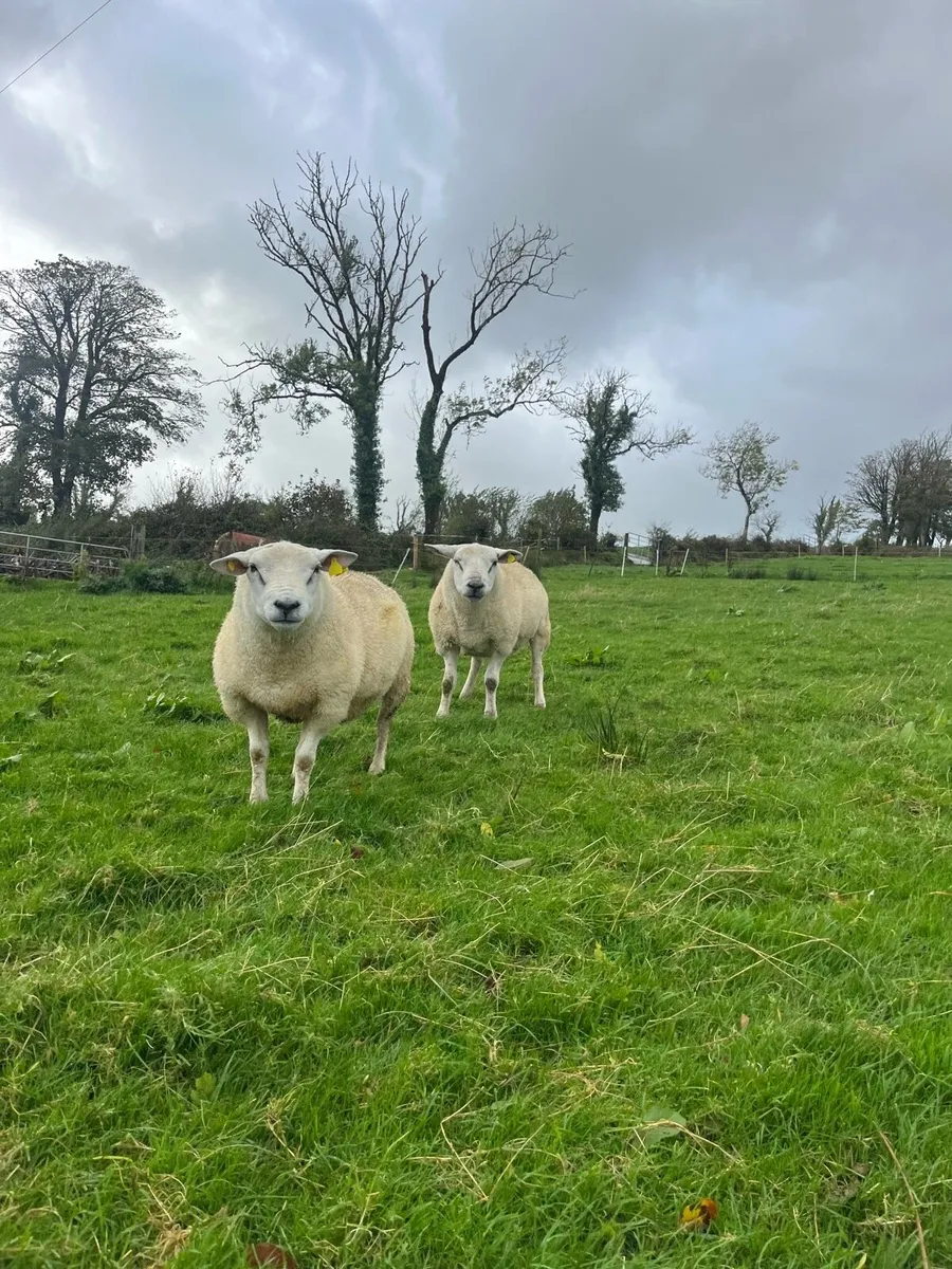Beltex X Hogget Rams - Image 2