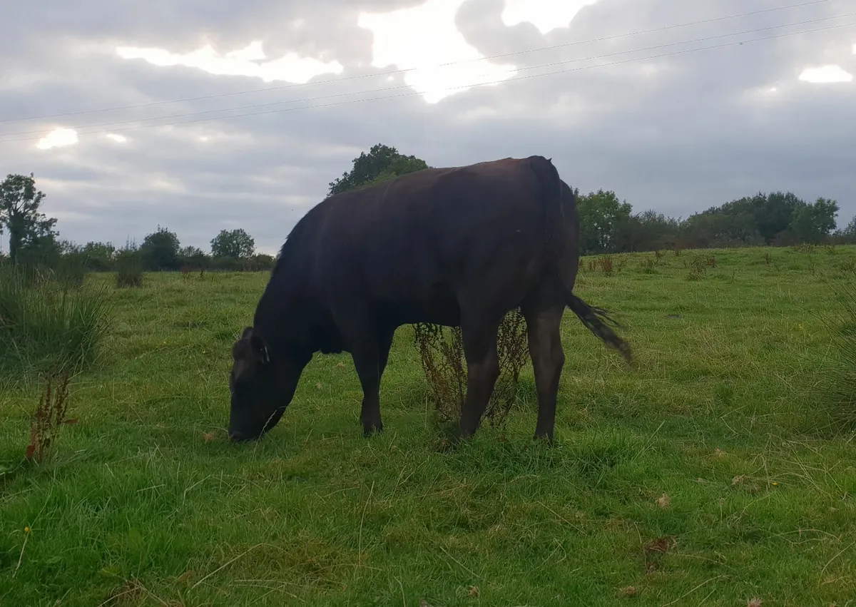 5 star (R=194)  Hybrid Angus - Piedmontese heifer - Image 1
