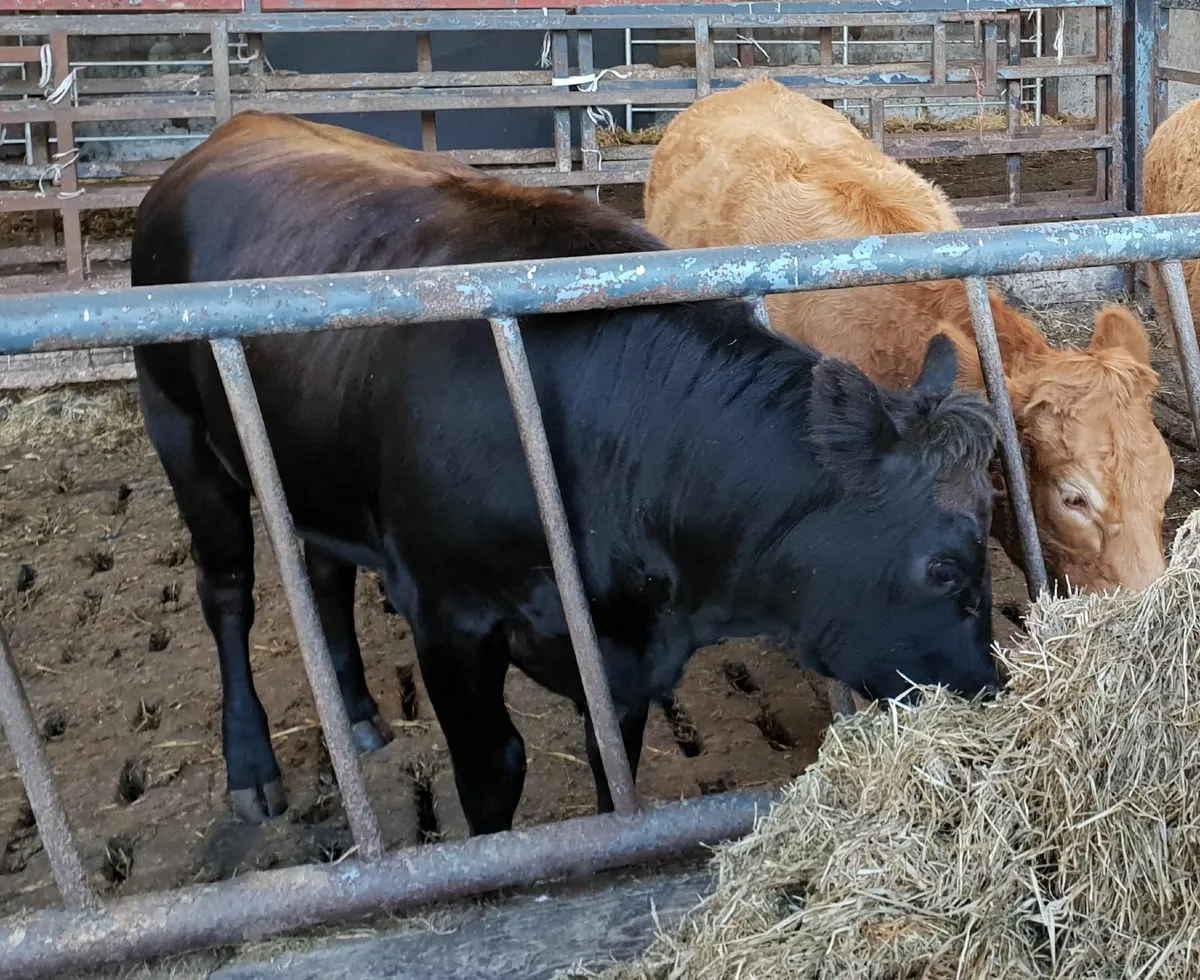5 star (R=194)  Hybrid Angus - Piedmontese heifer - Image 2