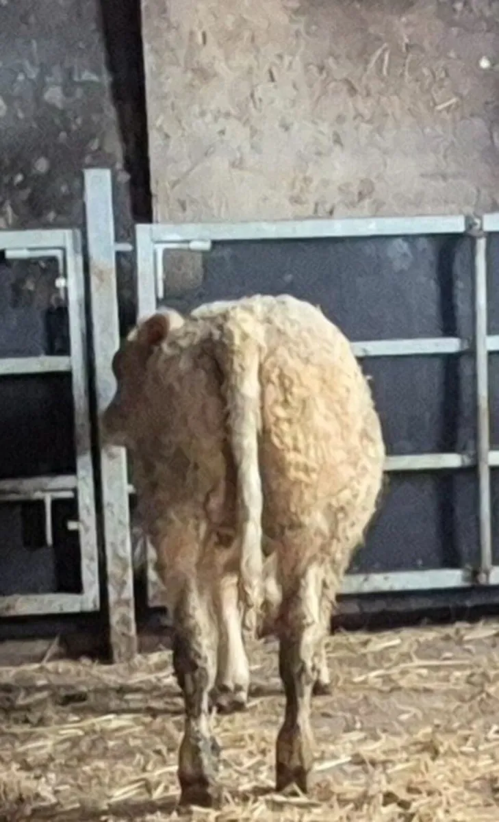 Charolais Bull - Image 2