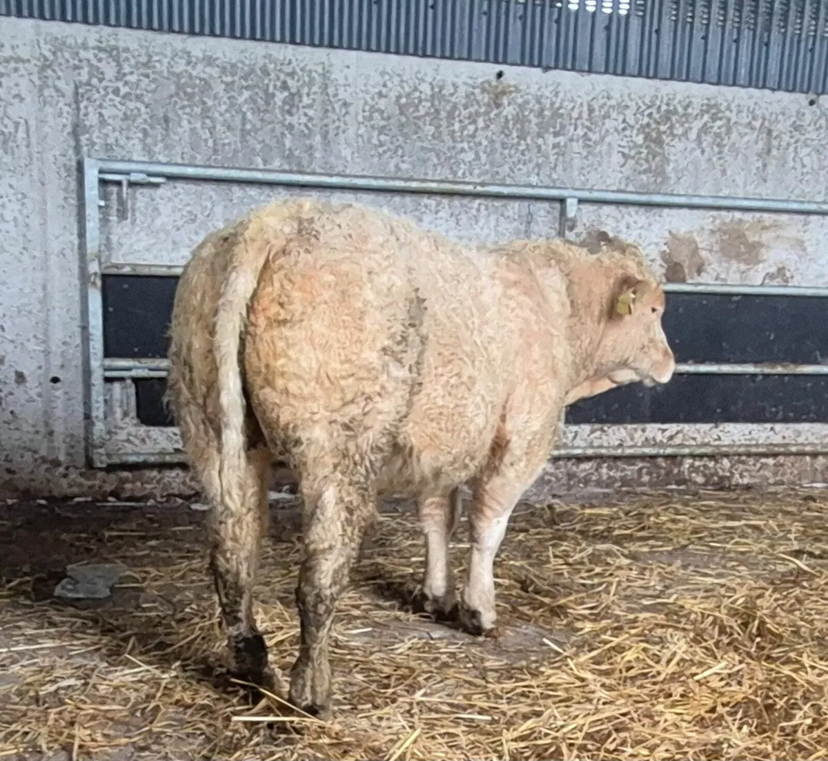 Charolais Bull - Image 3