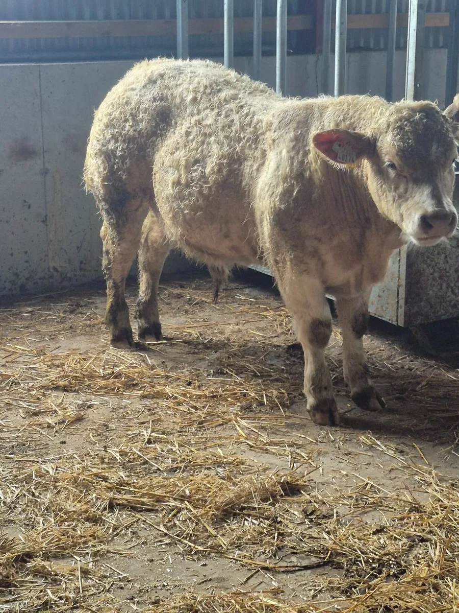 Charolais Bull - Image 4