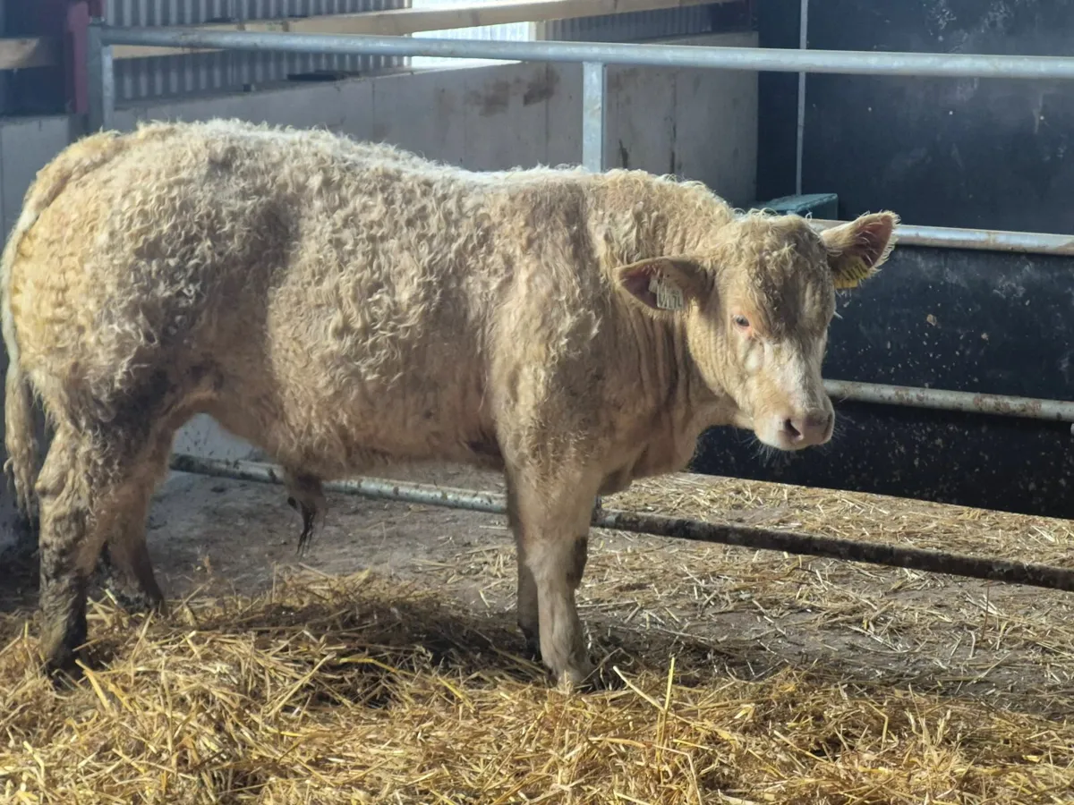 Charolais Bull - Image 1