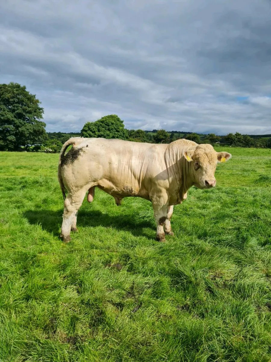 P.B.R Charolais Bulls - Image 1