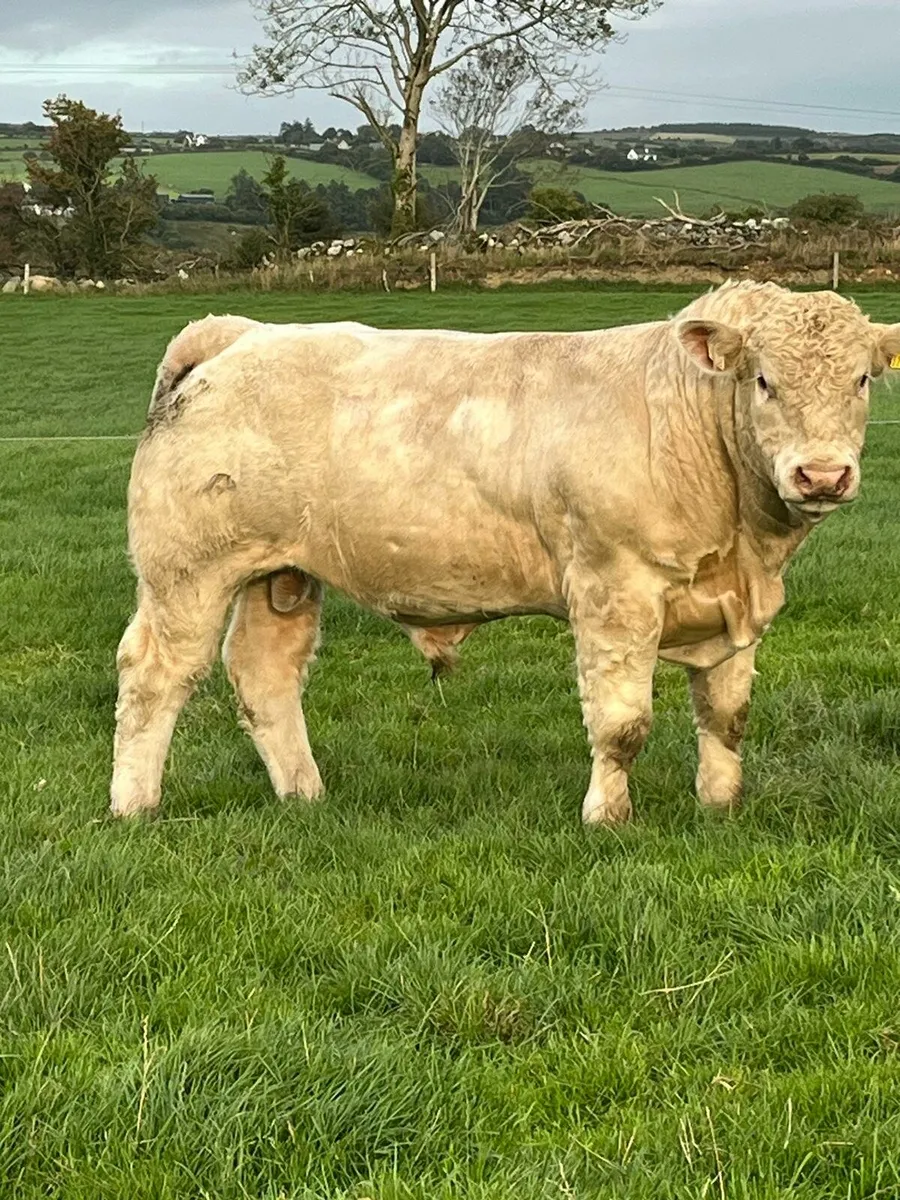P.B.R Charolais Bulls - Image 2