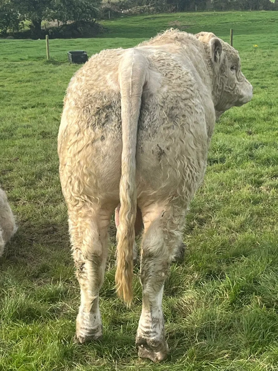 P.B.R Charolais Bulls - Image 3