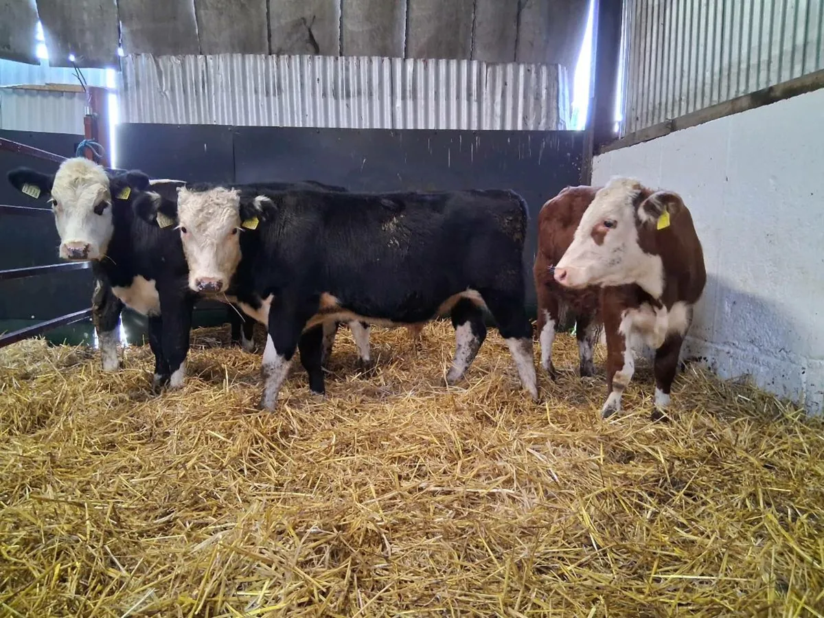 6 Hereford Bull Weanlings - Image 1