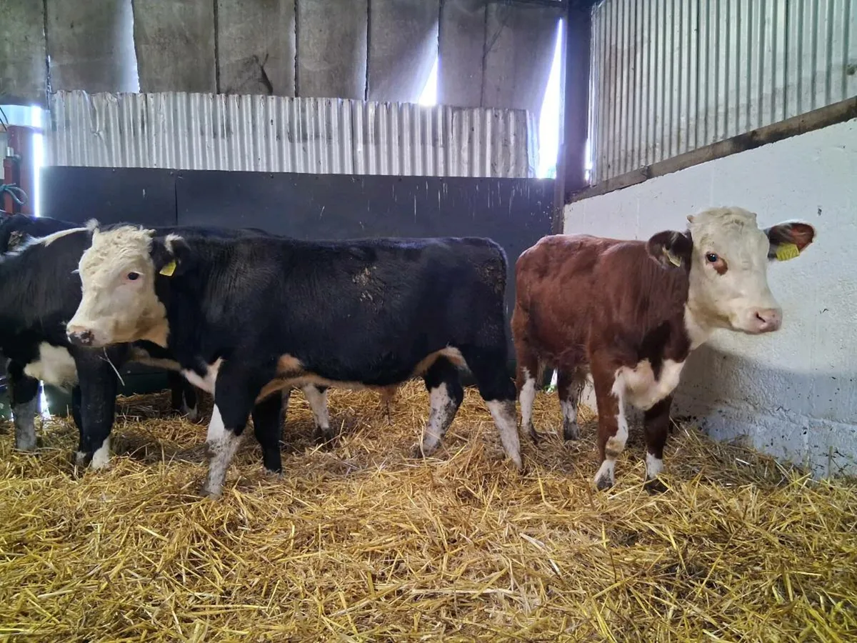 6 Hereford Bull Weanlings - Image 2