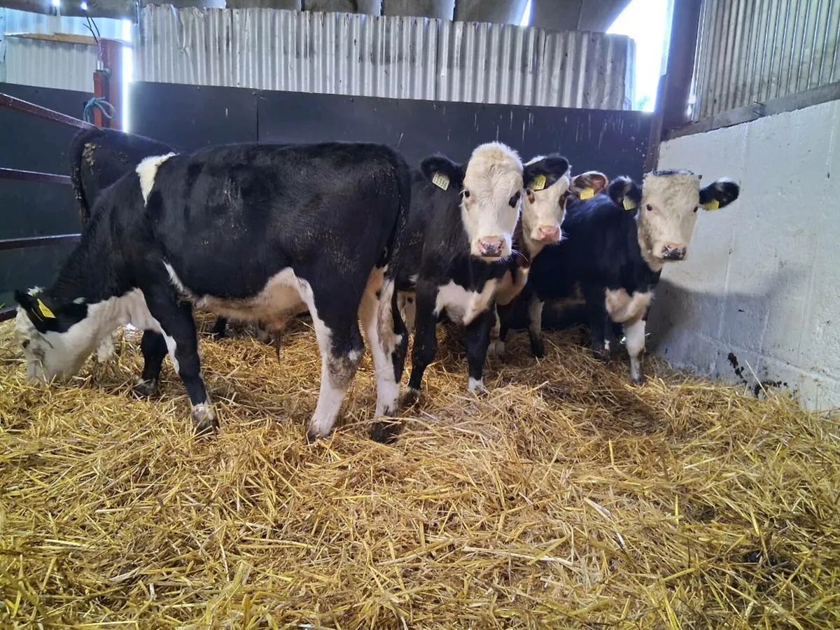 6 Hereford Bull Weanlings - Image 3