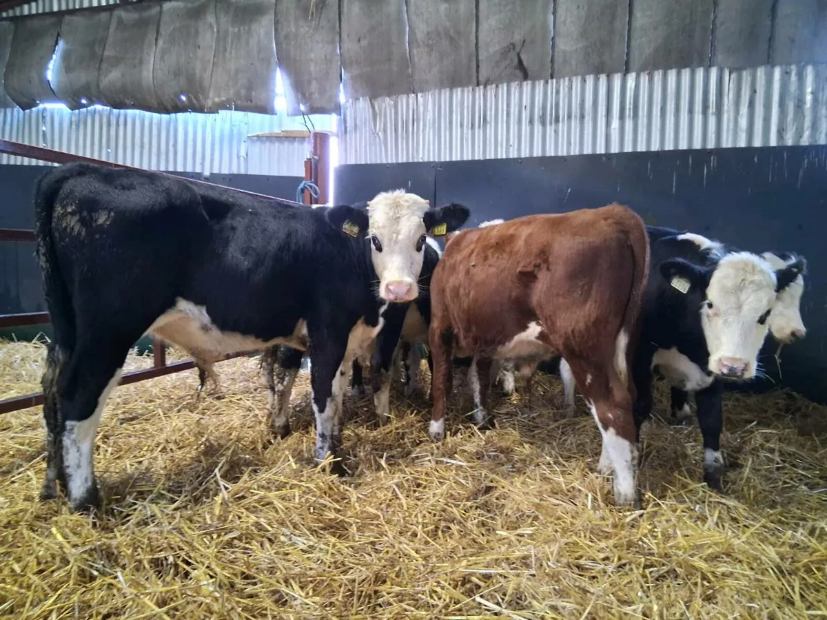 6 Hereford Bull Weanlings - Image 4