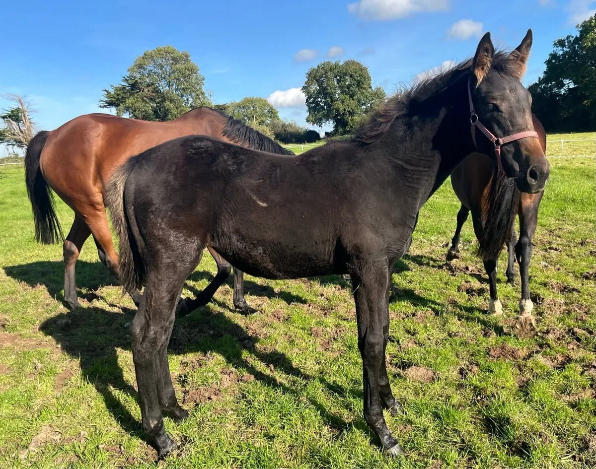 Bay filly foal by Diamond Roller - Image 1