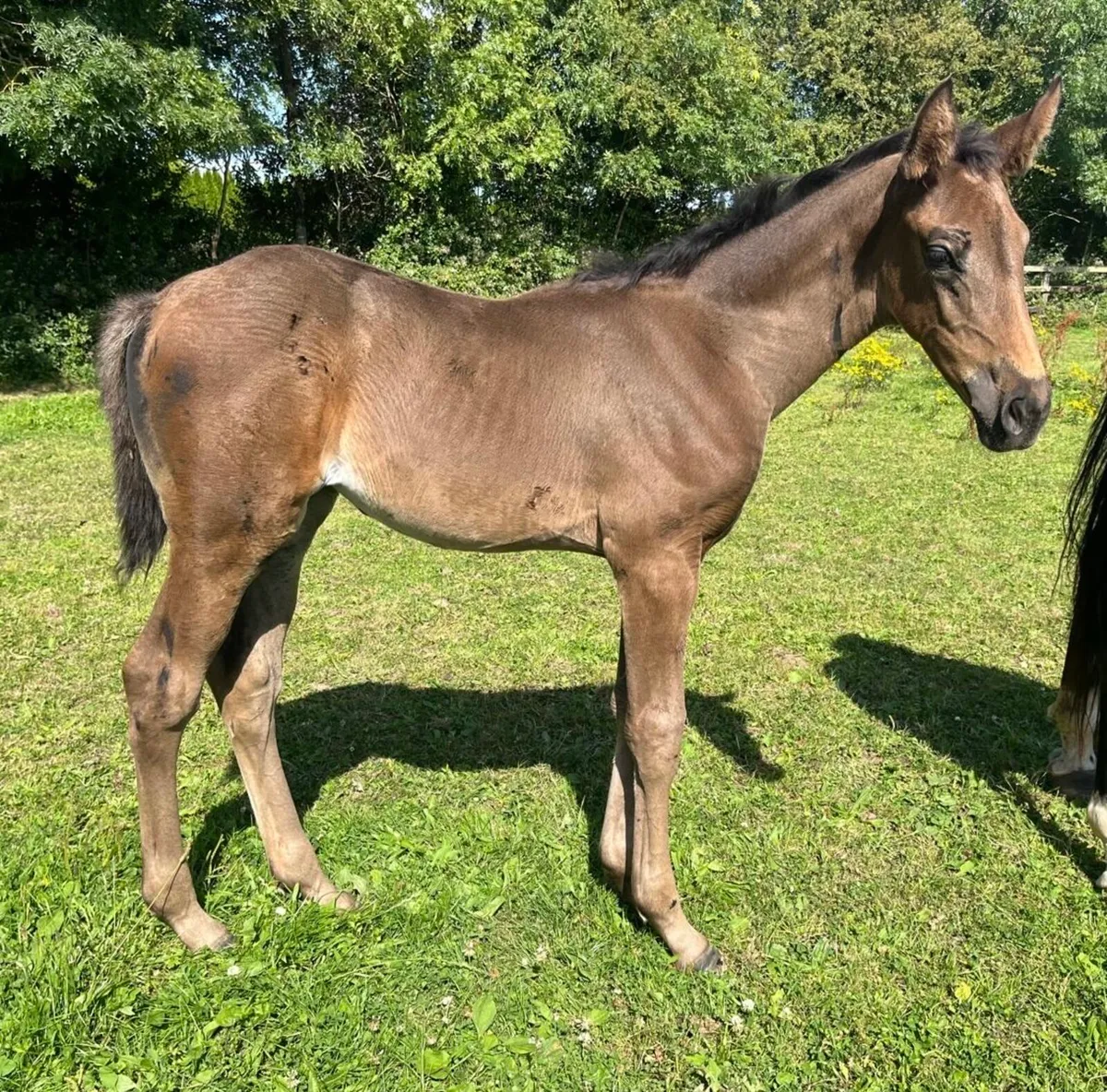 Bay filly foal by Diamond Roller - Image 2