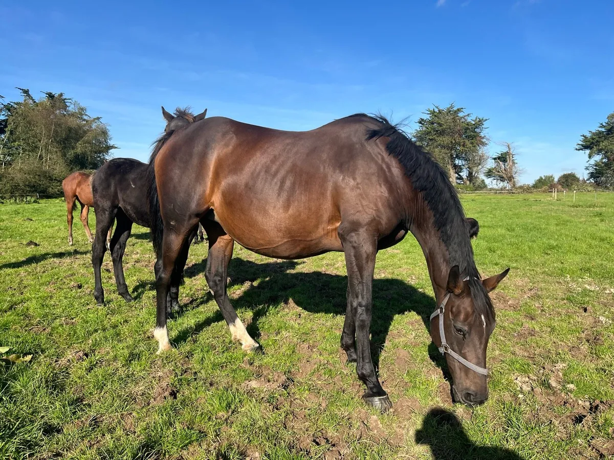 Bay filly foal by Diamond Roller - Image 3