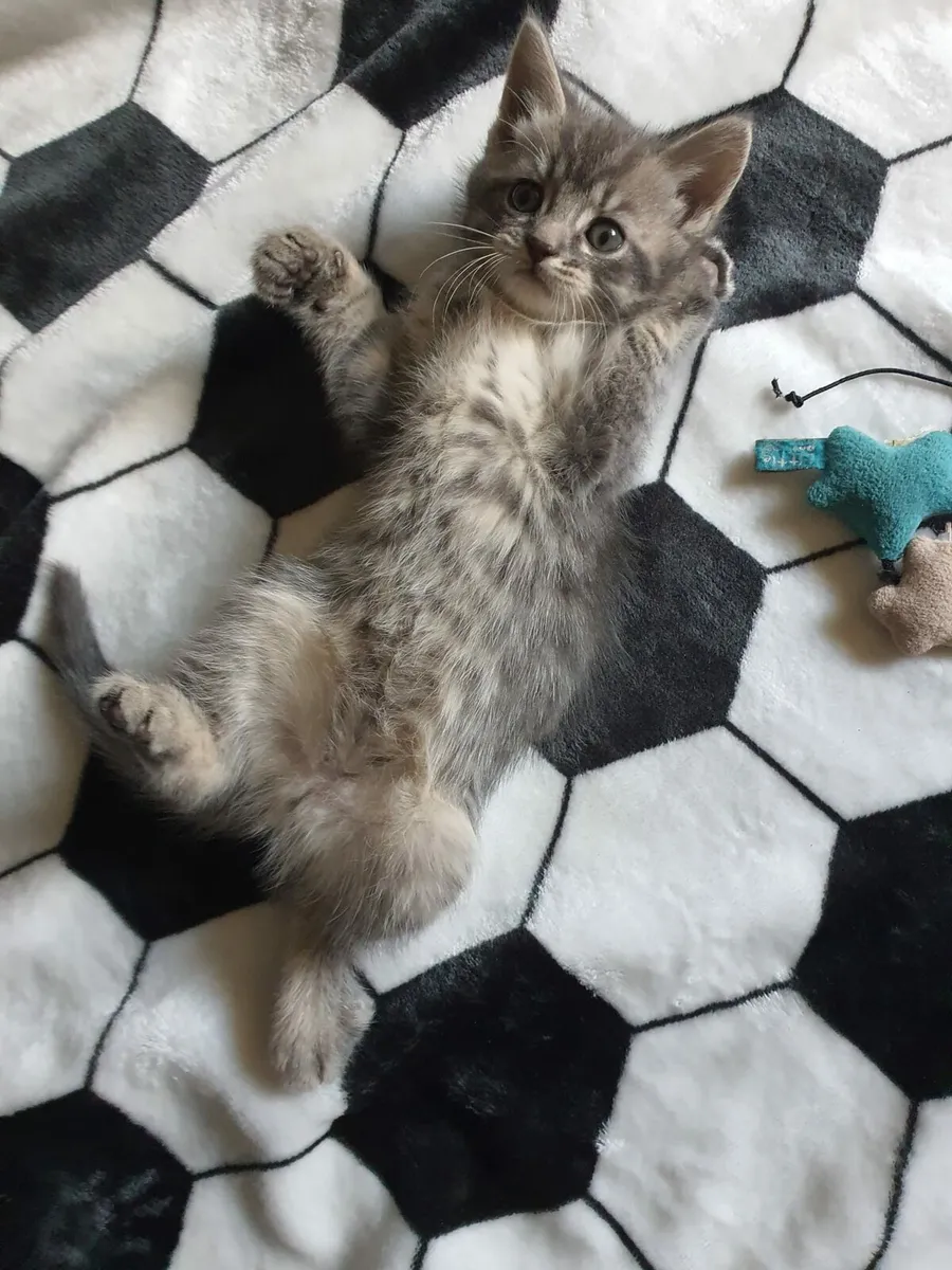 Kittens - Image 2