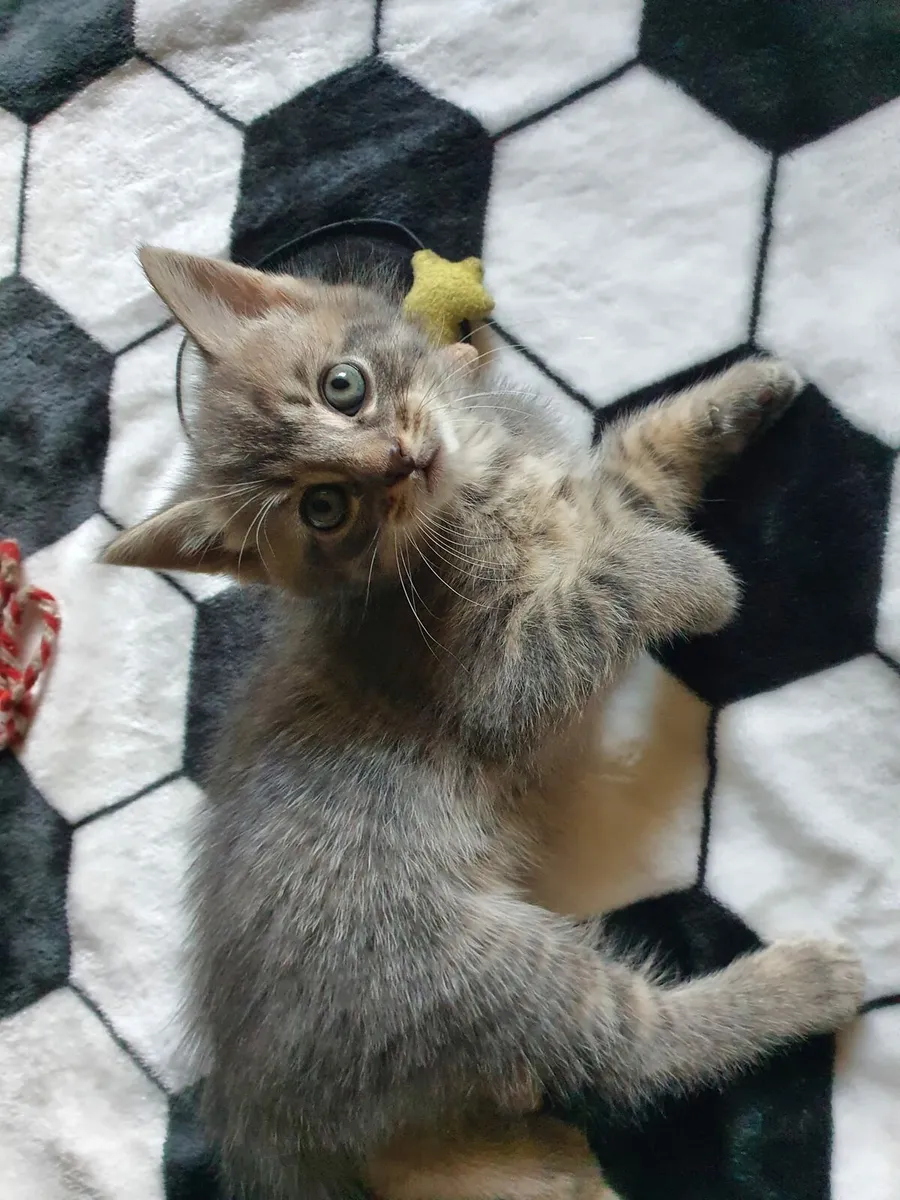 Kittens - Image 3