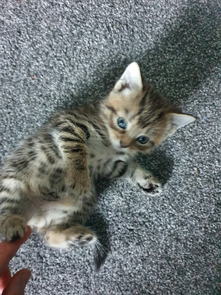 Kittens - Image 4