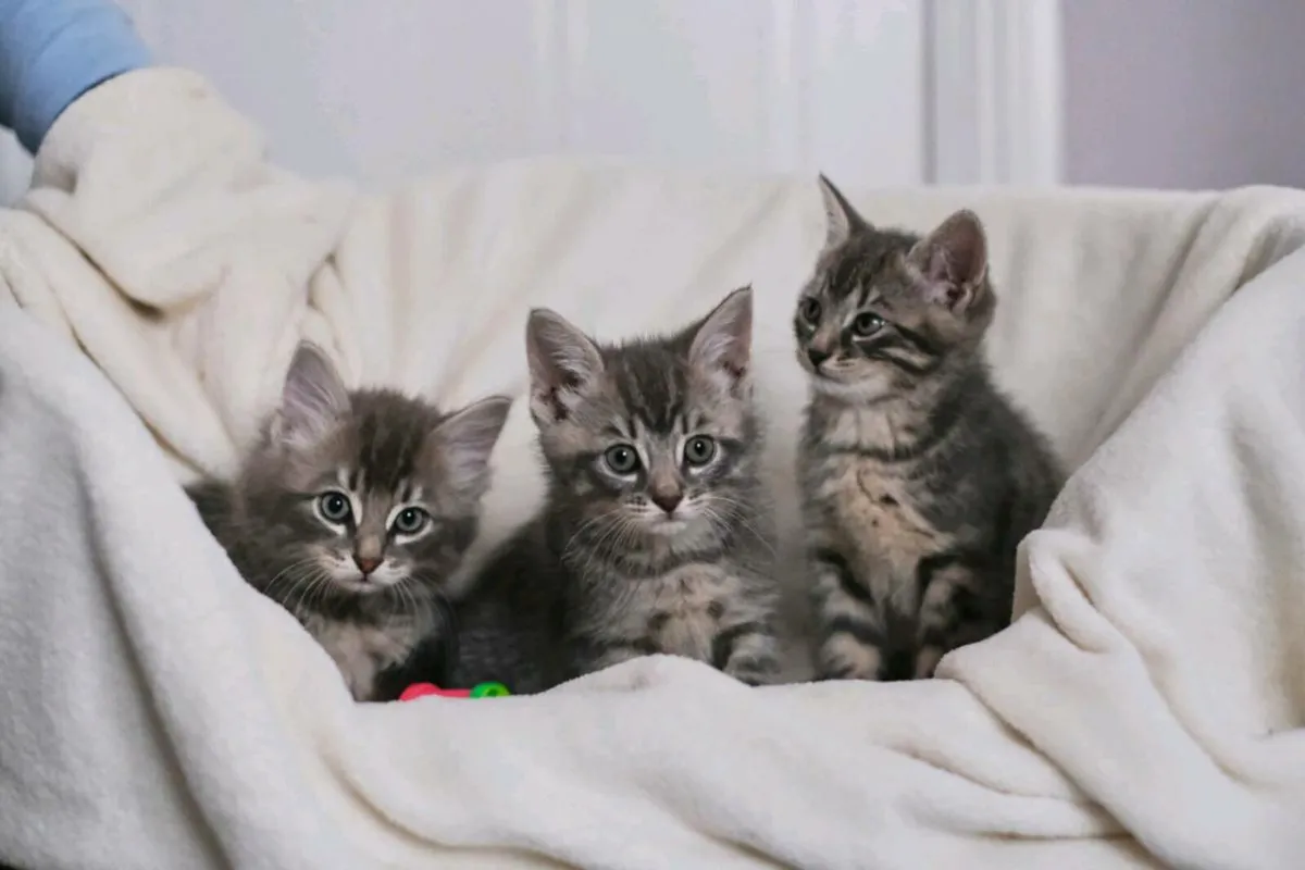 Kittens - Image 1