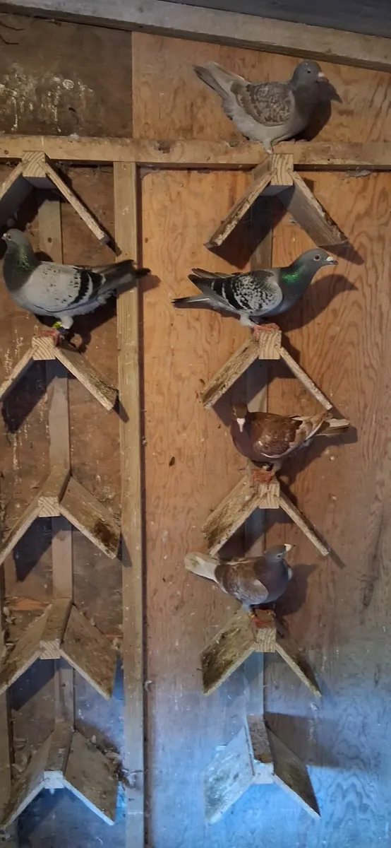Pigeons - Image 3