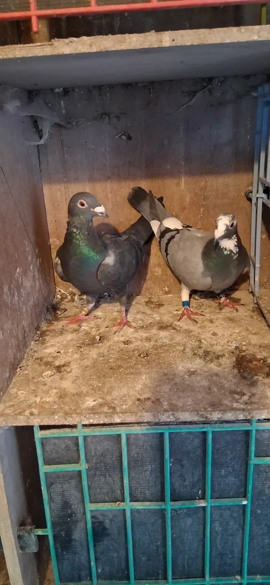 Pigeons - Image 2