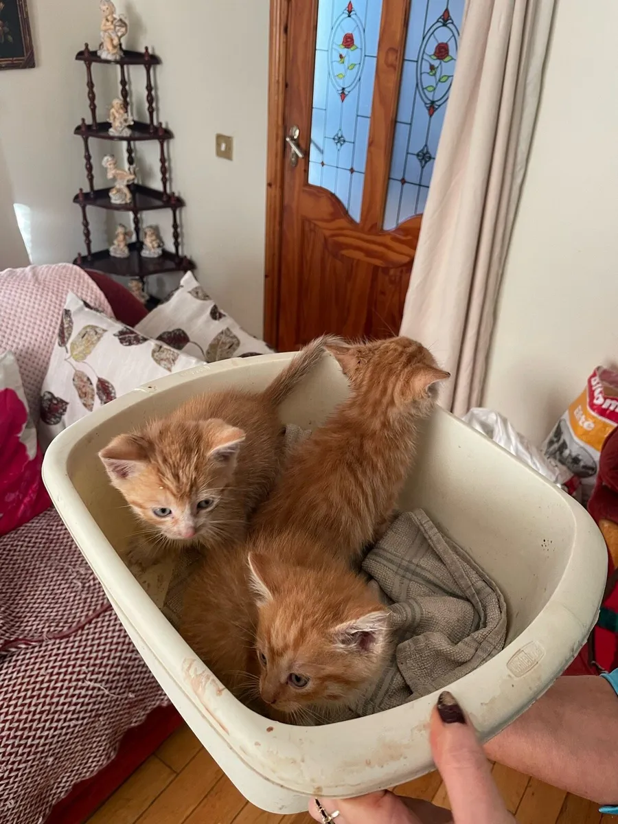 Kittens - Image 1