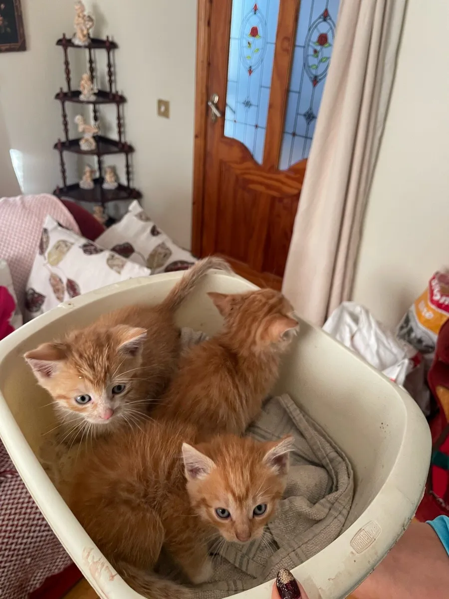 Kittens - Image 2