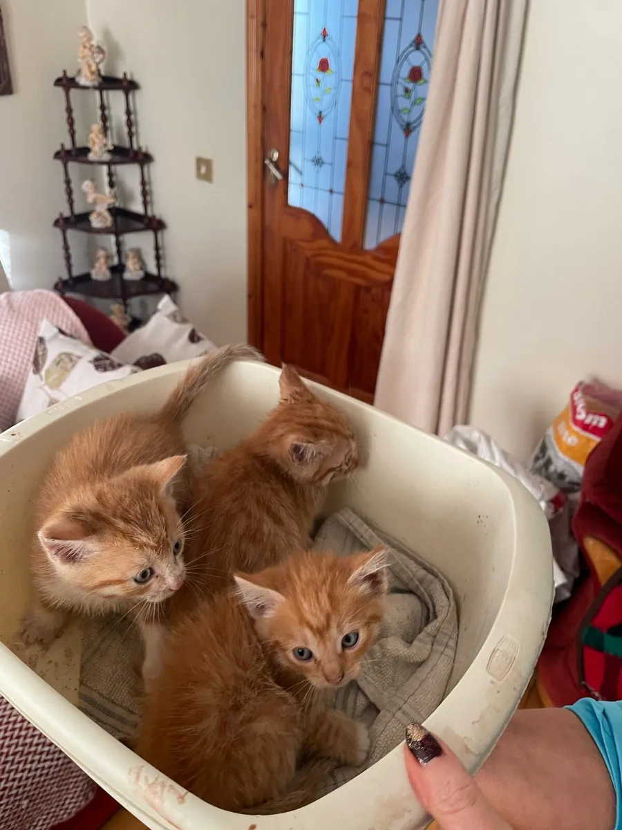 Kittens - Image 3