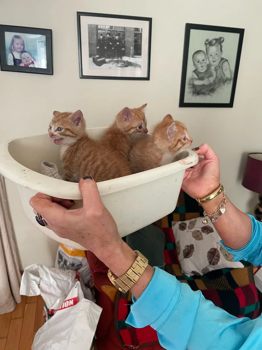 Kittens - Image 4