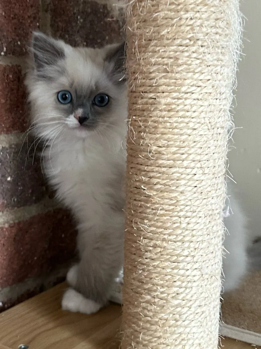 Ragdoll Kittens - Image 1