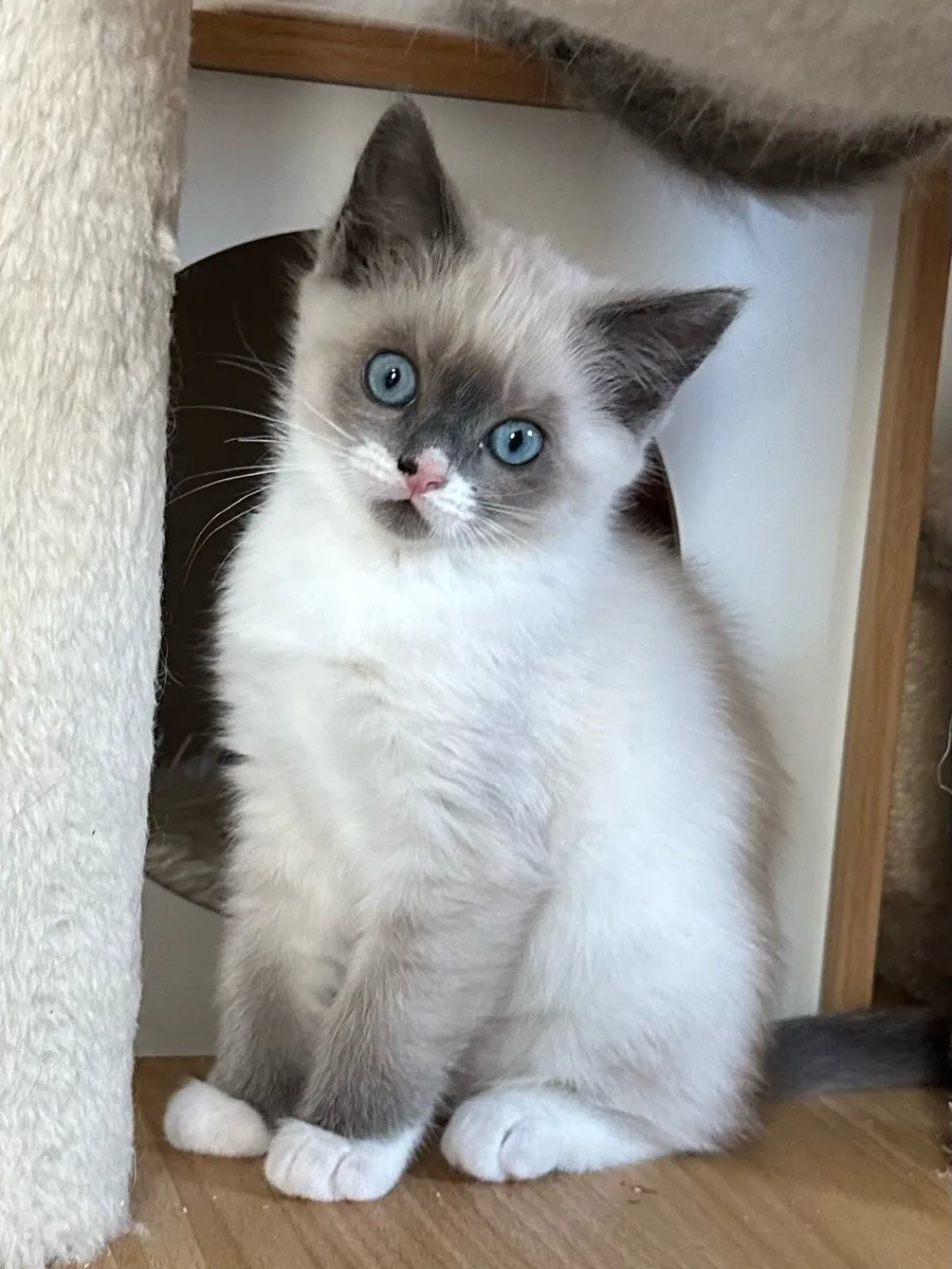 Ragdoll Kittens - Image 2